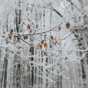 winterblues winterblues